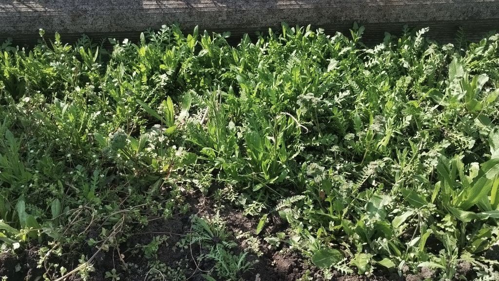 Городники розповіли, як із користю використовувати на дачі бурʼяни. Фото: Добрі новини Городники розповіли, як із користю використовувати на дачі бурʼяни. Фото: Добрі новини