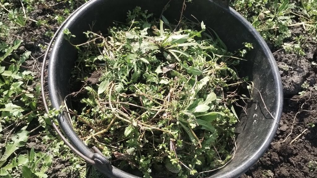 Городники розповіли, як із користю використовувати на дачі бурʼяни. Фото: Добрі новини Городники розповіли, як із користю використовувати на дачі бурʼяни. Фото: Добрі новини