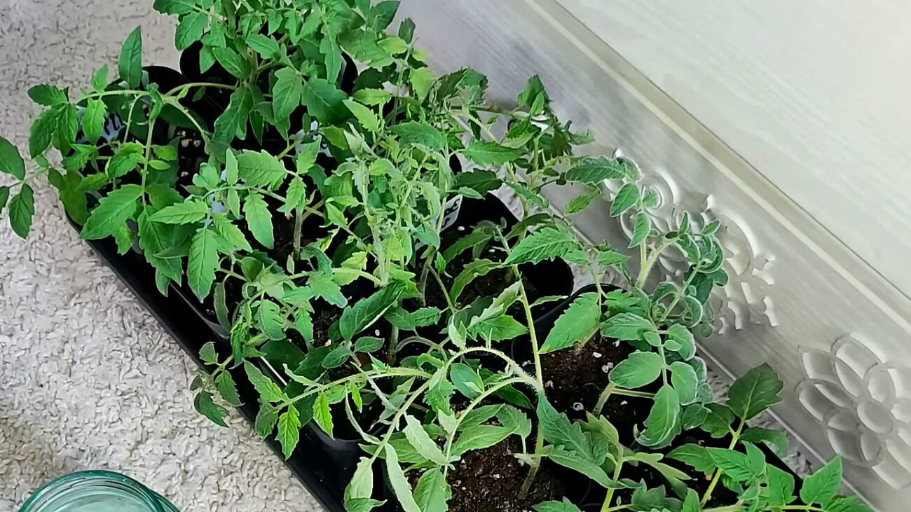 Городники розповіли, чим підживити розсаду томатів для міцності рослин. Фото: скриншот з відео Городники розповіли, чим підживити розсаду томатів для міцності рослин. Фото: скриншот з відео