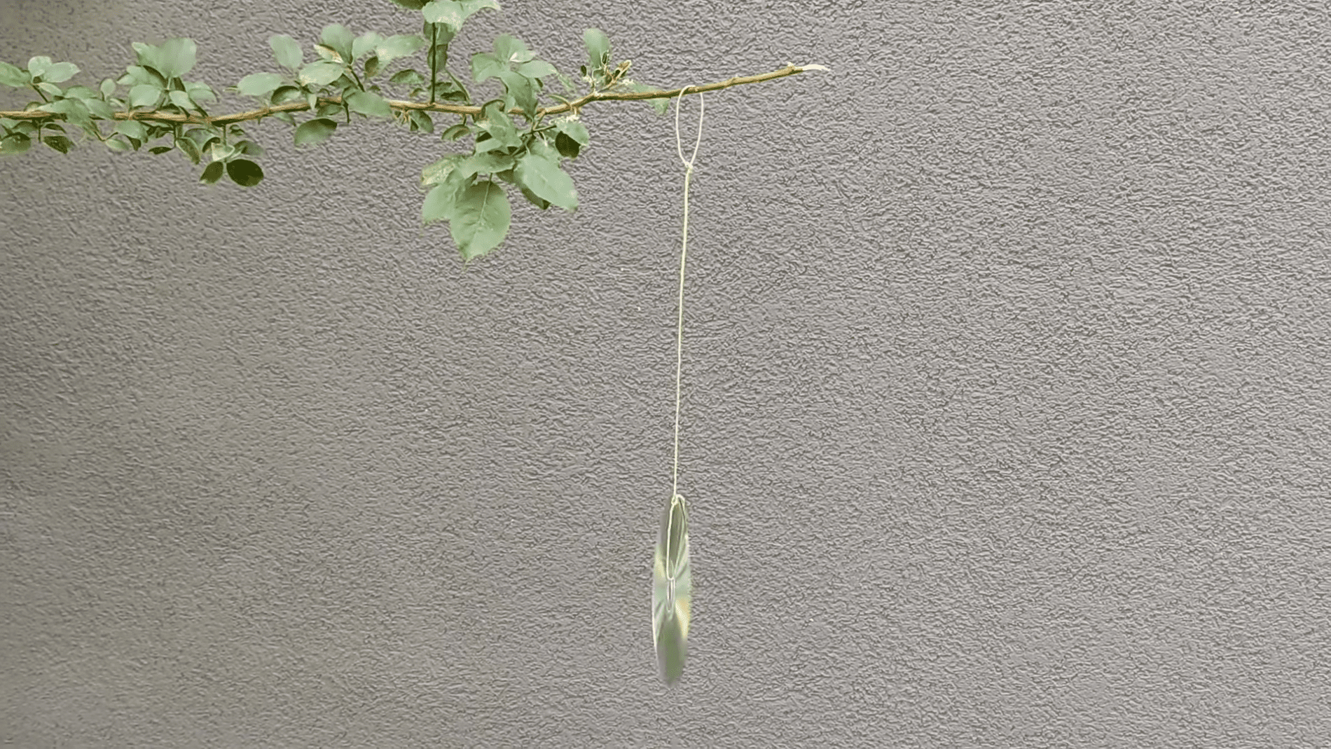 Експерти розповіли, навіщо вішати компакт-диски на гілки в саду. Фото:YouTube/PRIRODNOZDRAVLJE