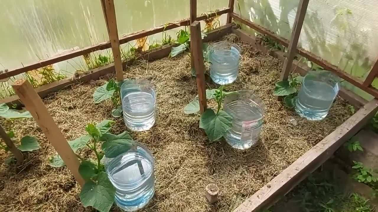 Садівники розповіли, як оригінально використати пластикові пляшки на городі. Фото: скриншот з відео