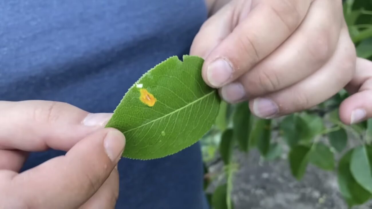 Садівники розповіли, як врятувати грушеві дерева ід іржі. Фото: YouTube Нехай росте Садівники розповіли, як врятувати грушеві дерева ід іржі. Фото: YouTube Нехай росте
