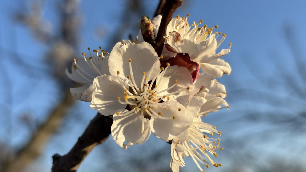 Садівники розповіли, як обробити абрикос навесні від плодожерки. Фото: Добрі новини 