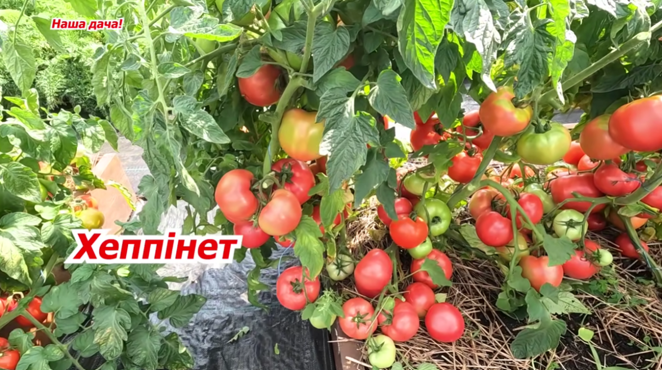 Дачники назвали найкращі сорти низькорослих томатів для усіх регіонів України Фото: YouTube Наша дача!