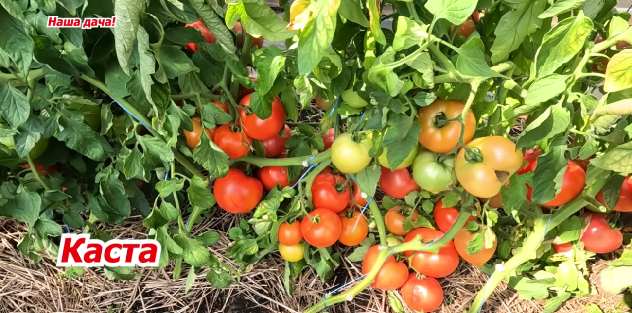 Дачники назвали найкращі сорти низькорослих томатів для усіх регіонів України Фото: YouTube Наша дача!