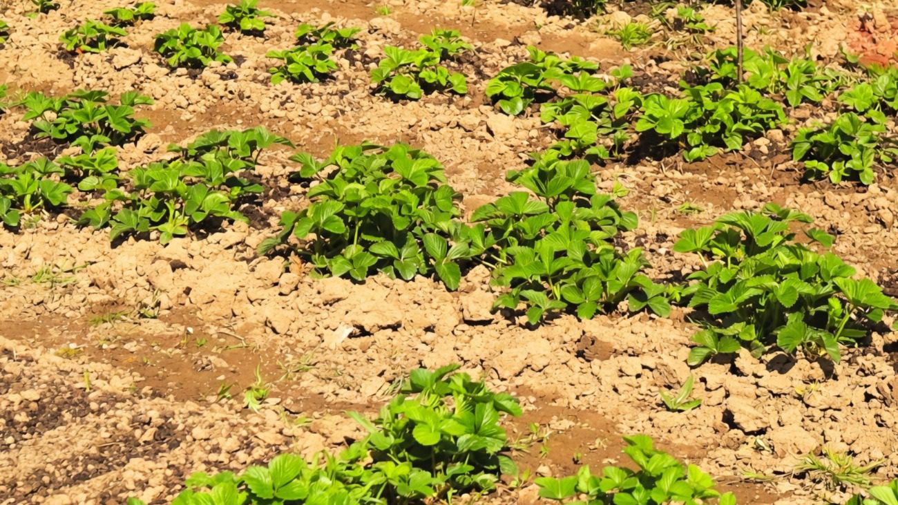 Садівники розповіли, чим полити полуницю для збільшення якості врожаю Фото: Сенсація