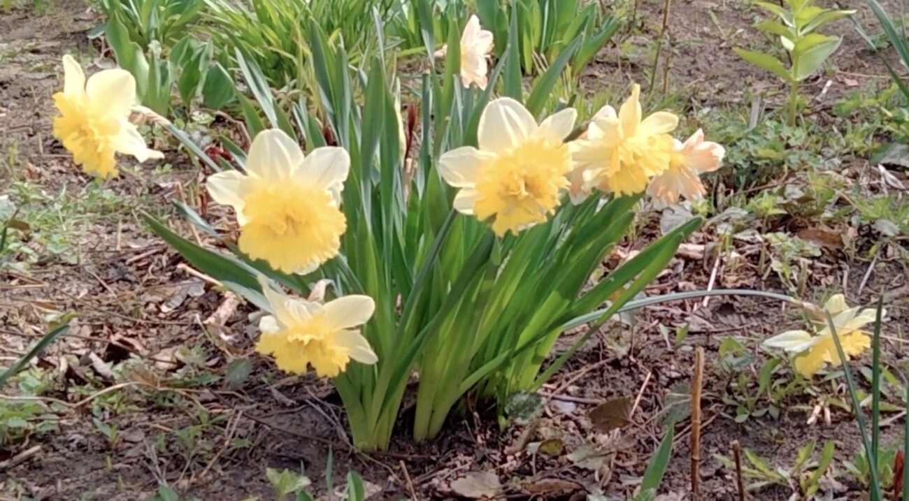 Садівники розповіли, що потрібно обовʼязково зробити з нарцисами після цвітіння. Фото: YouTube Садовий шопінг
