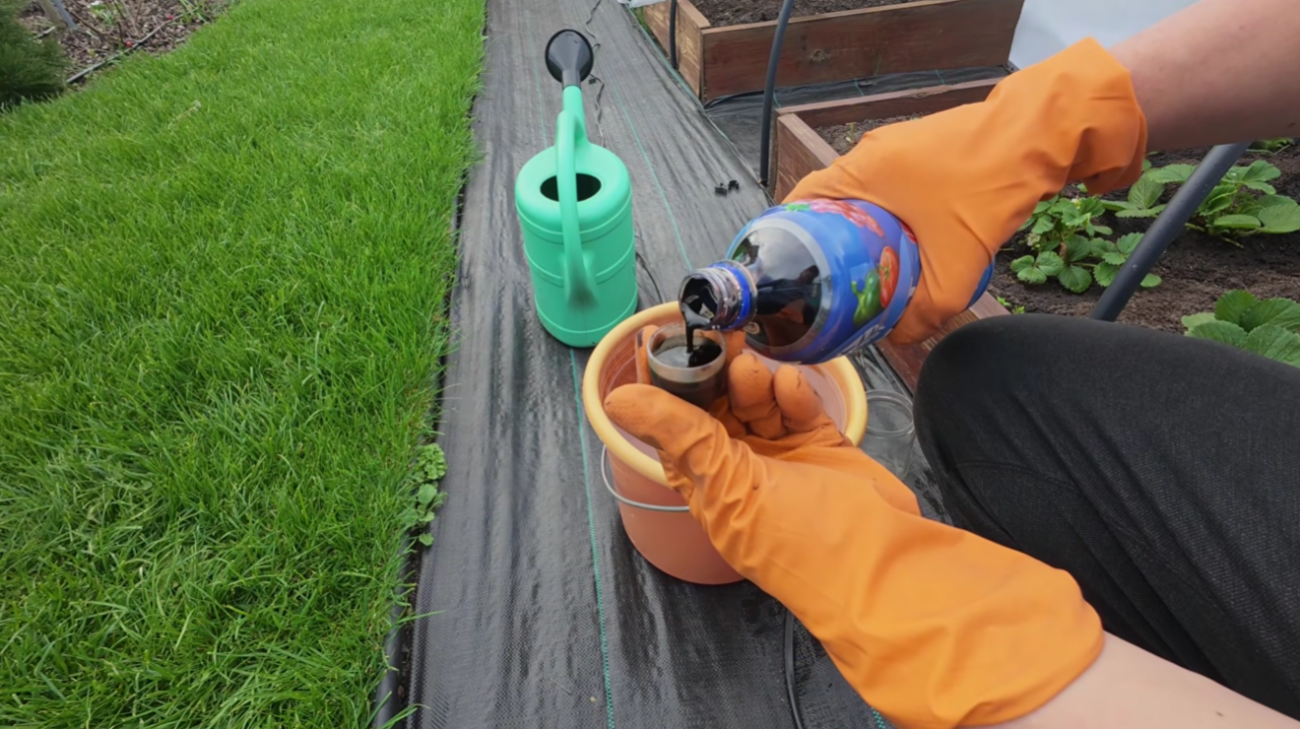 Садівники назвали 5 помилок, які навесні не пробачає полуниця Фото: YouTube Наша дача!