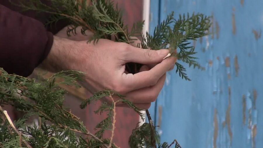 Городники розповіли, як за допомогою хвої уберегти картоплю від дротяника. Фото: скриншот з відео Городники розповіли, як за допомогою хвої уберегти картоплю від дротяника. Фото: скриншот з відео