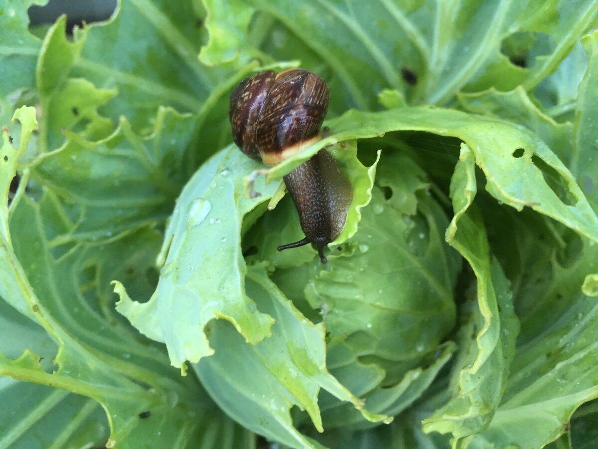 Господині розповіли, навіщо яєчну шкаралупу розсипати на городі. Фото: скріншот з відео 