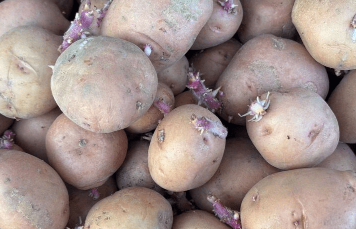 Городники розповіли, що потрібно зробити зараз для рекордного врожаю картоплі Фото: YouTube САД, ГОРОД, СВОЇМИ РУКАМИ