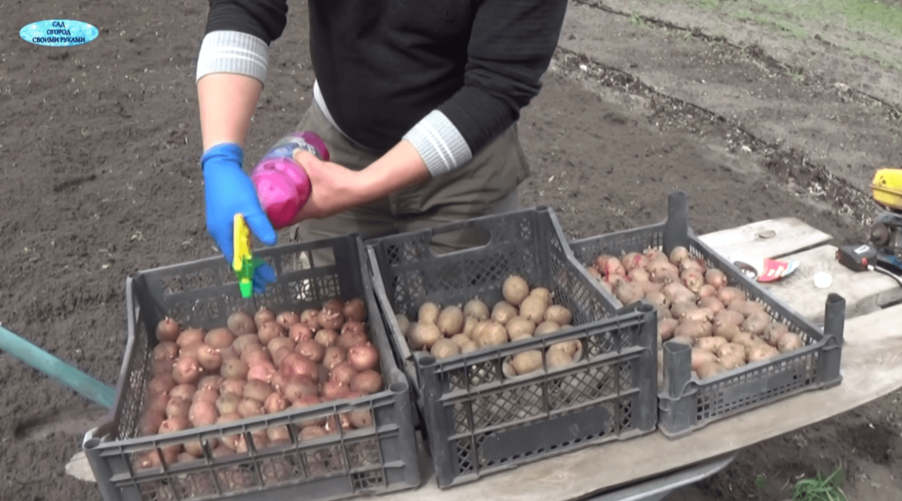 Городники розповіли, що потрібно зробити зараз для рекордного врожаю картоплі Фото: YouTube САД, ГОРОД, СВОЇМИ РУКАМИ