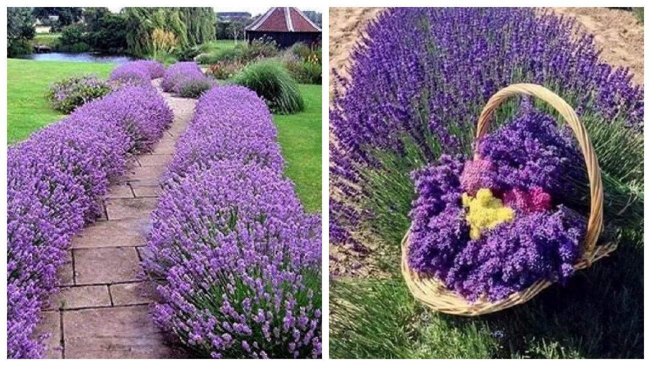 Городники розповіли, яке добриво з кухні буде корисним для лаванди. Фото: скріншот з відео