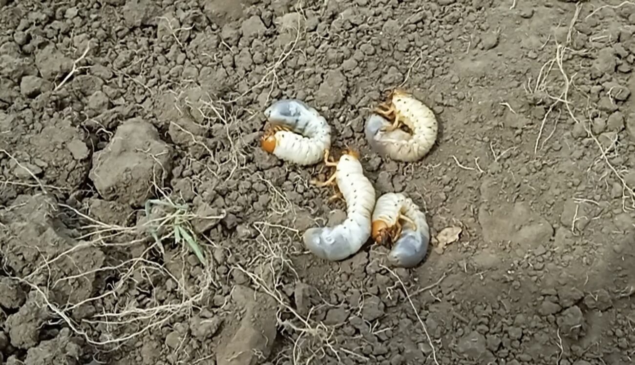 Городники розповіли, як уберегти врожай полуниці від хруща. Фото: скриншот з відео
