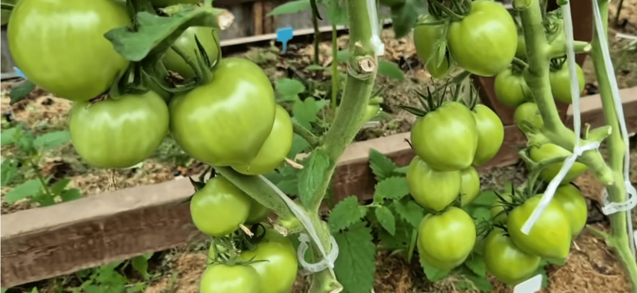 Садівники пояснили, чому змістили термін посадки помідорів – які сорти обрати