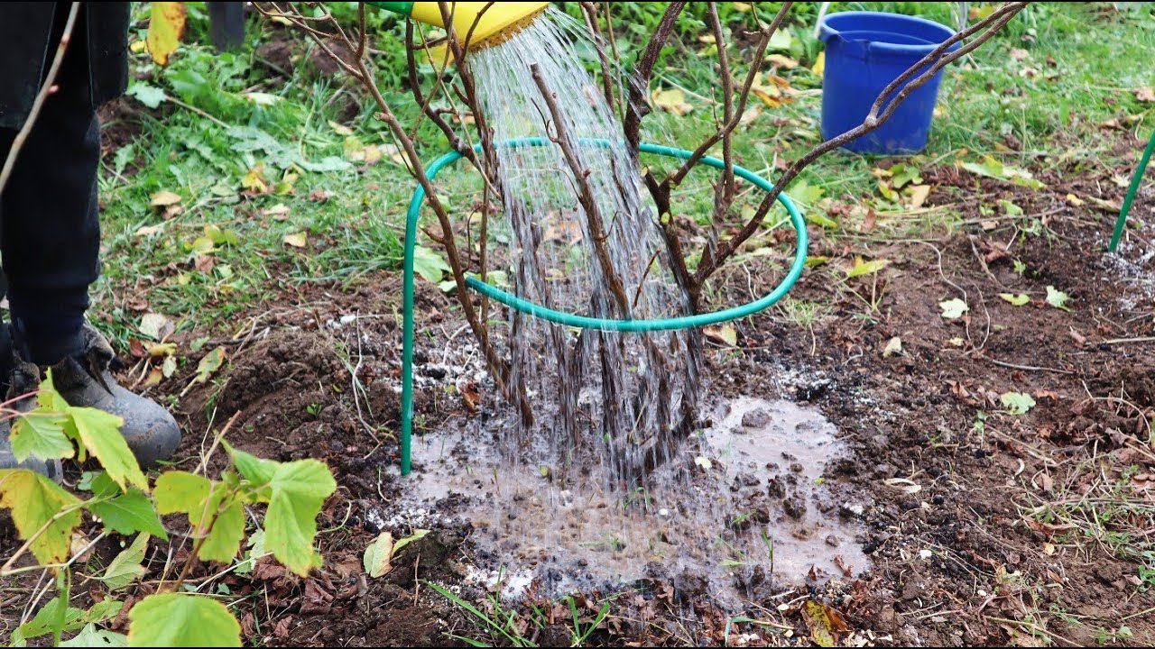 Садівники розповіли, як позбутися кліща на бруньках смородини. Фото: скриншот з відео