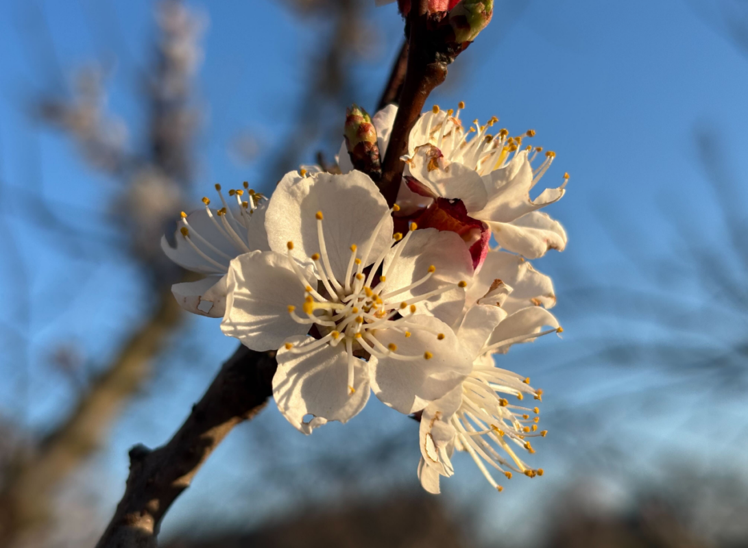 Садівники розповіли, як обробляти абрикос у дощову погоду Фото: YouTube Ігор Критикує