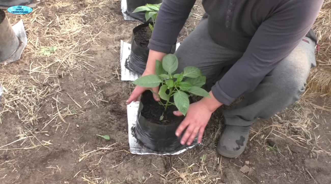 Садівники розповіли про дивний спосіб посадки перцю для супер-раннього врожаю Фото: YouTube САД, ГОРОД, СВОЇМИ РУКАМИ