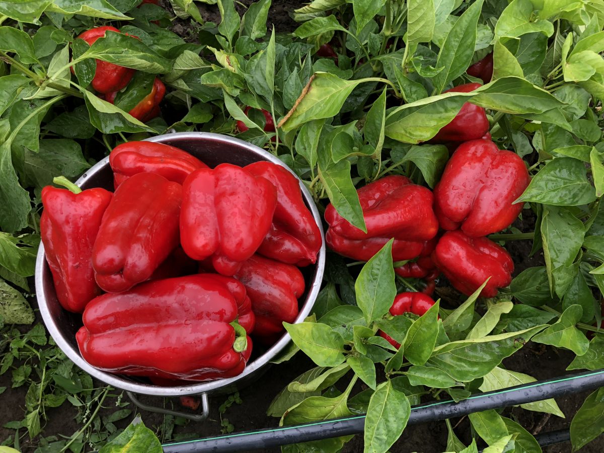 Городники поділилися назвою врожайного й солодкого сорту перців. Фото: скриншот з відео