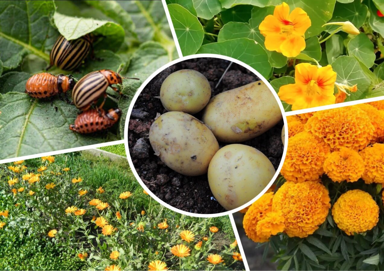 Городники розповіли, яка рослина відлякує колорадського жука від картоплі. Фото: скріншот з відео 