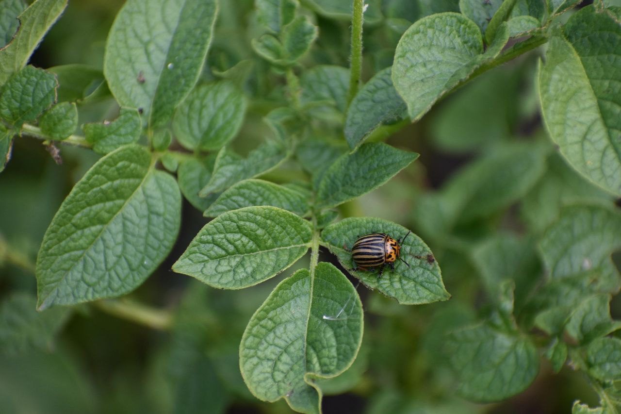 Городники розповіли, яка рослина відлякує колорадського жука від картоплі. Фото: скріншот з відео 