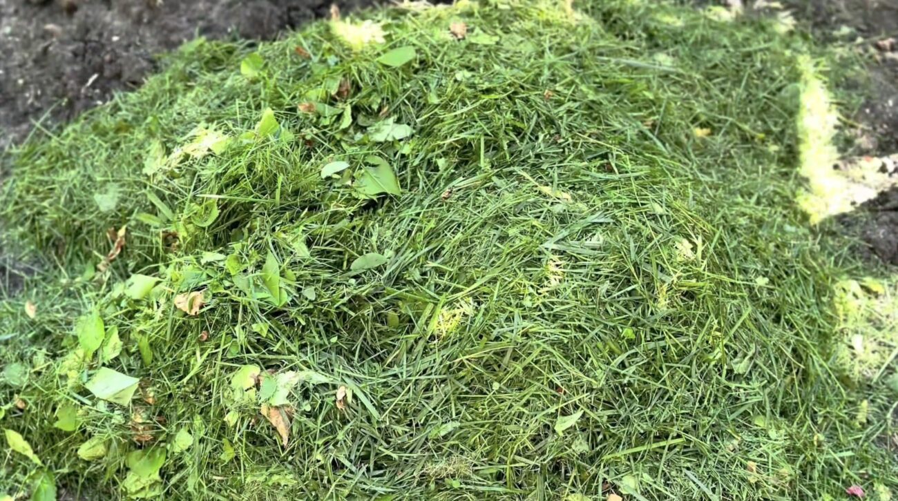 Городники розповіли, як використати на ділянці скошену траву з газону. Фото: YouTube Дача Кухня Відпочинок