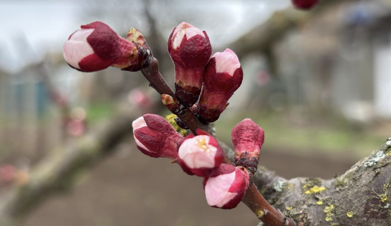 Садівники розповіли, коли і чим обробити персик та абрикос від моніліозу. Фото: Добрі новини