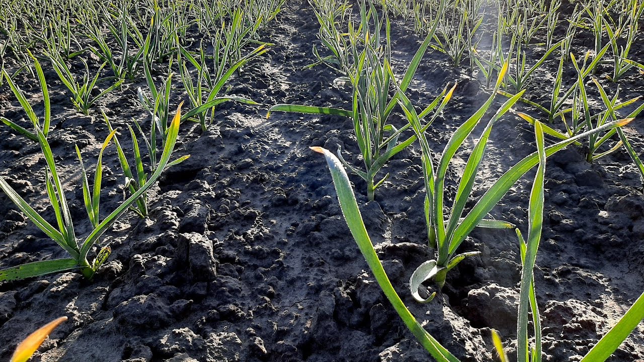 Агрономи розповіли, чим підгодувати часник у квітні для великих головок. Фото: YouTube Часник Чернігів