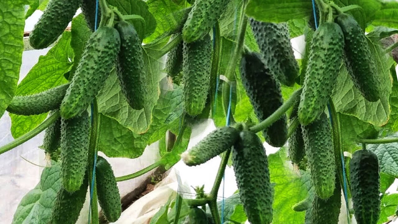 Городники назвали дієвий спосіб підживлення огірків навесні 