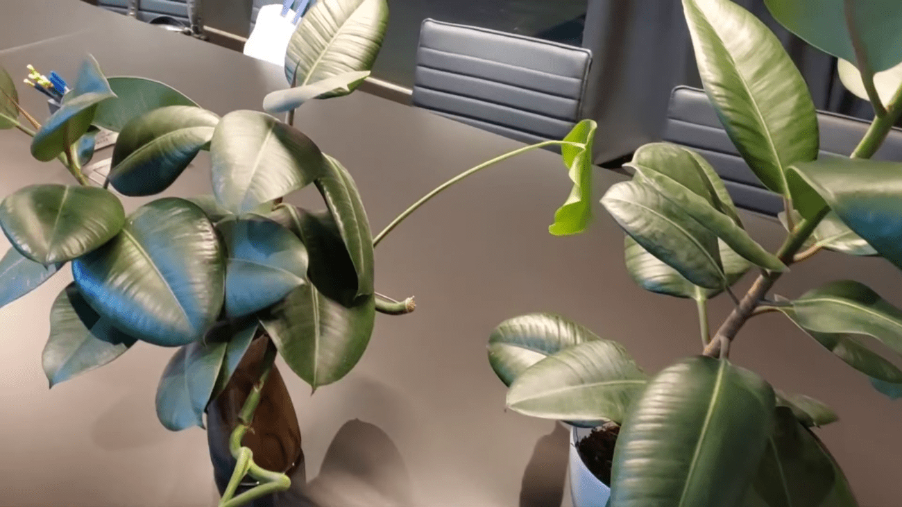 Квітникарі розповіли, чим найкраще підживити фікус для цвітіння та пишного росту рослини. Фото: YouTube Plant Helper | Українською