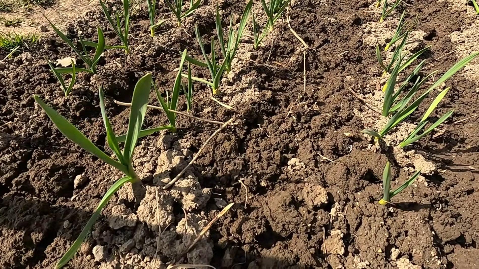 Городники розповіли про весняне підживлення цибулі та часнику. Фото: YouTube/Моя Дача, Сад, Город та Все Довкола Них