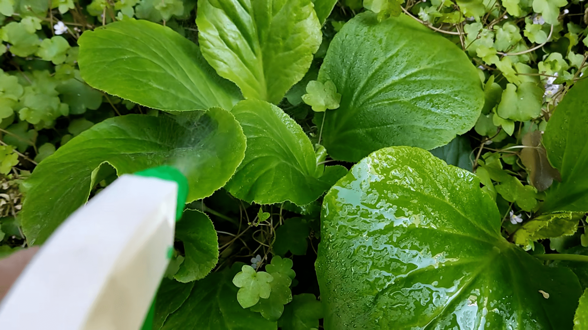 Городники розповіли про простий спосіб позбутися равликів на городі. Фото: YouTube/PLANTS