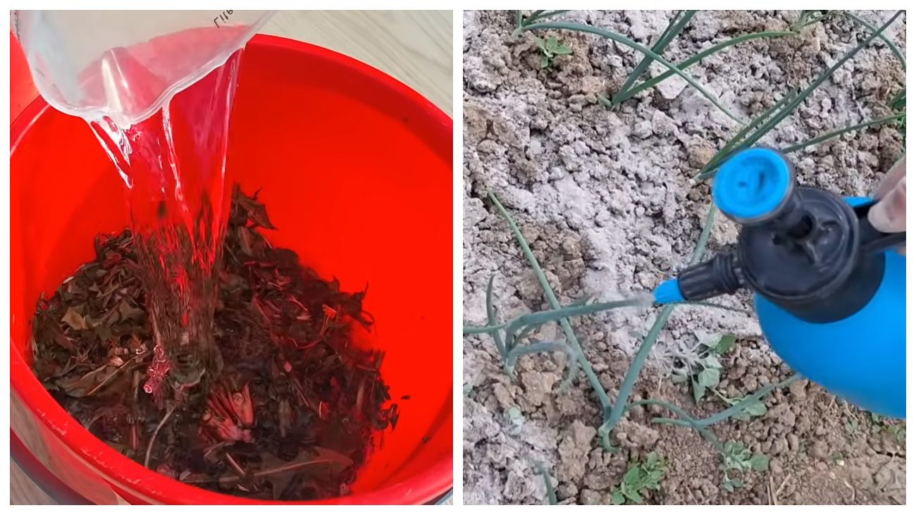 Городники поділились рецептом підживлення з кульбаби. Фото: YouTubeGospodarul