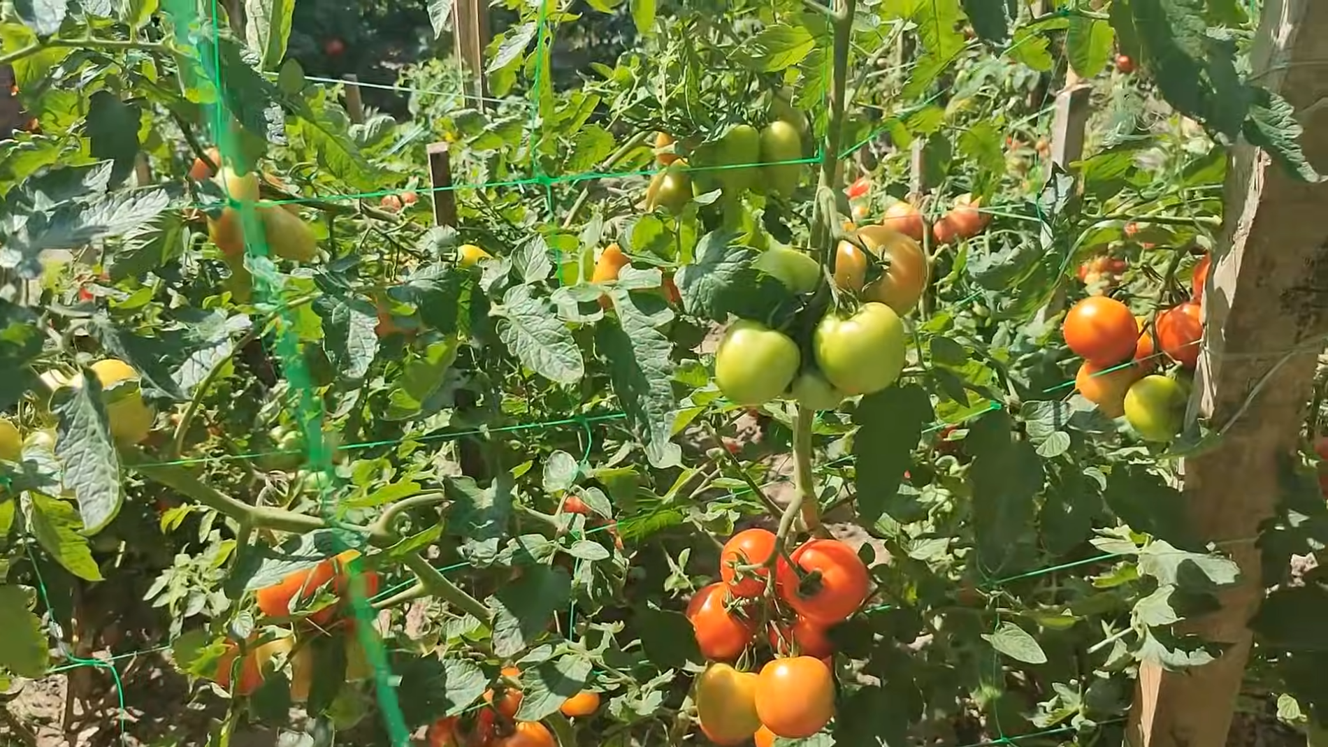 Городники назвали найкращі сорти високорослих томатів. Фото: YouTube/ДІМ ТА ПРИСАДИБНА ДІЛЯНКА