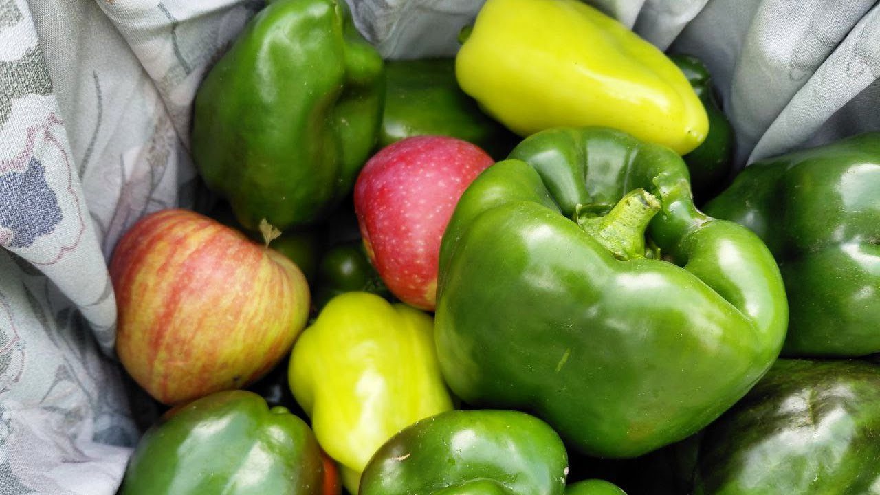 Городники назвали Експерти розповіли правила вирощування болгарського перцюФото: YouTube Півтори Сотки
