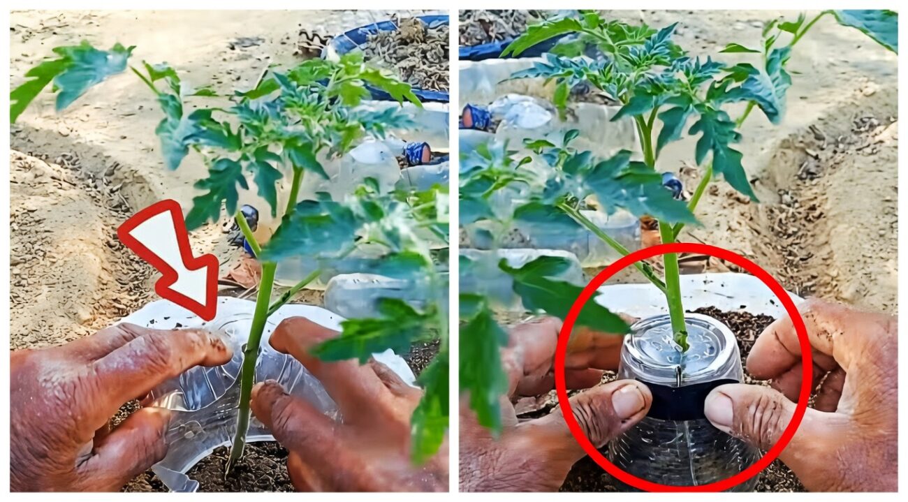 Дачники поділилися лайфхаком з пластиковими стаканчиками. Фото: YouTube Farming Technology Story