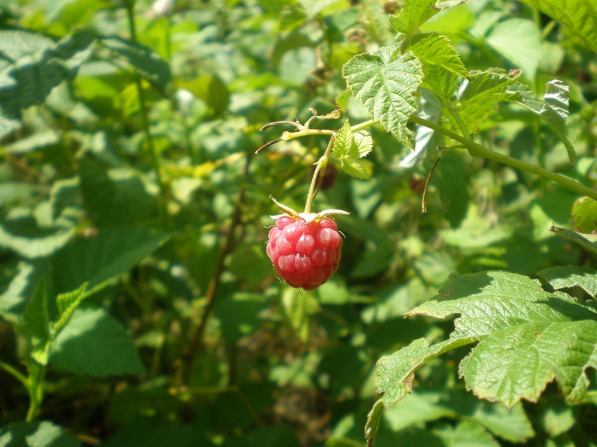 Садівники розповіли, яке добриво дати малині для покращення врожайності та росту рослини. Фото: Pexels