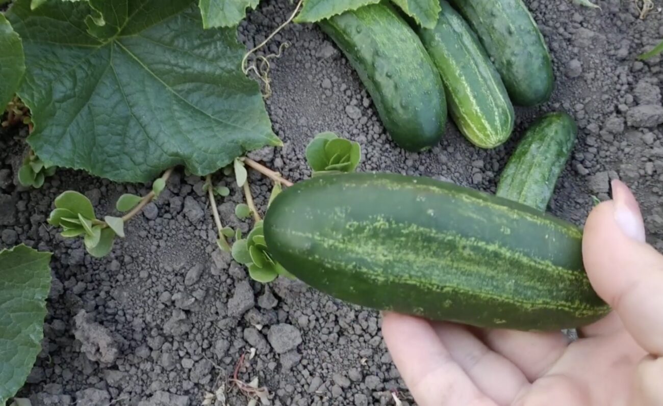 Городники розповіли, навіщо в лунку до огірків потрібно додавати горох. Фото: скриншот з відео Городники розповіли, навіщо в лунку до огірків потрібно додавати горох. Фото: скриншот з відео