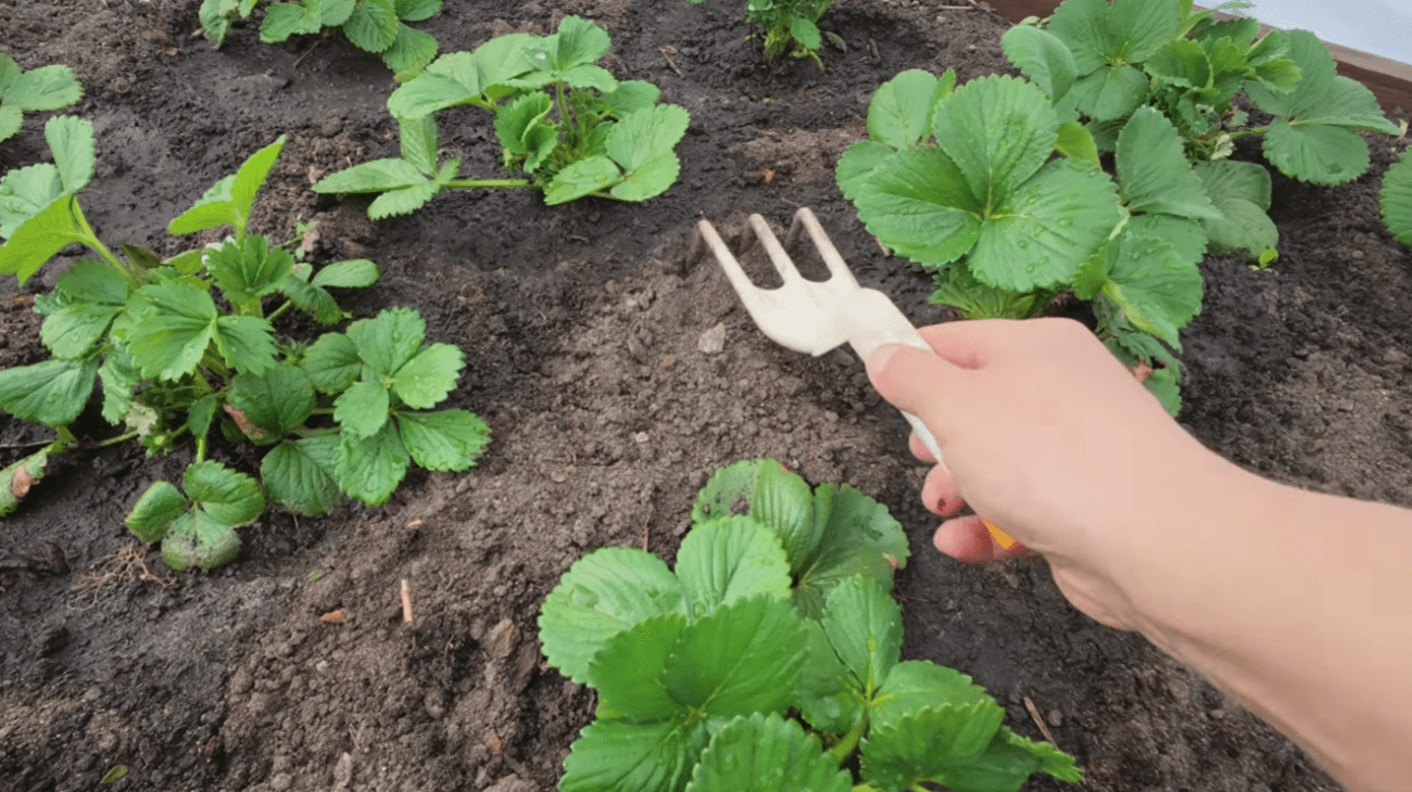 Садівник розповів, яке підживлення 100% працює по холодній землі Фото: YouTube Наша дача!