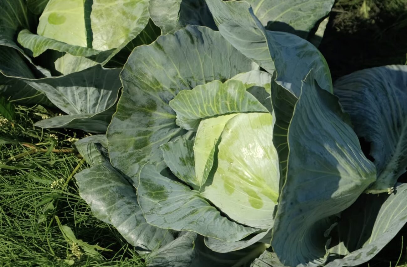 Агрономи розповіли, навіщо поливати капусту йодовим розчином. Фото: YouTube Сингента Україна