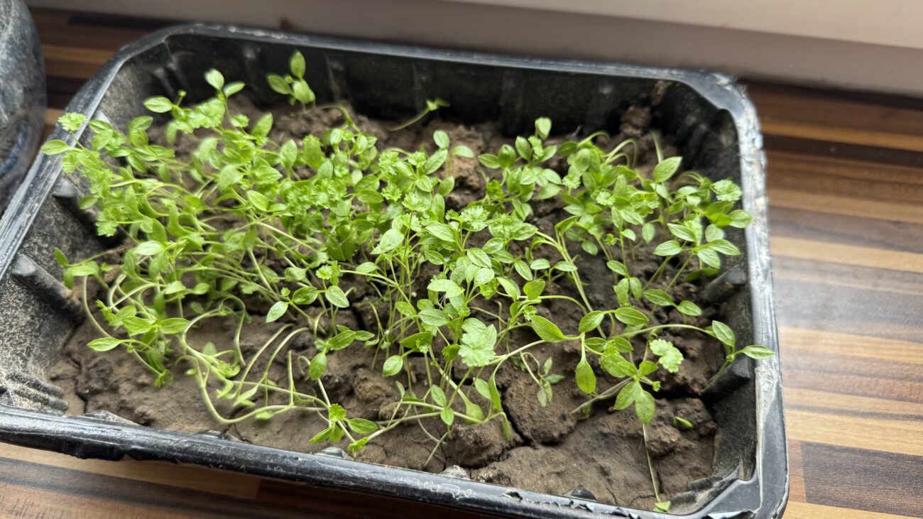 Господині розповіли, як виростити густу петрушку на підвіконні. Фото: Добрі новини 