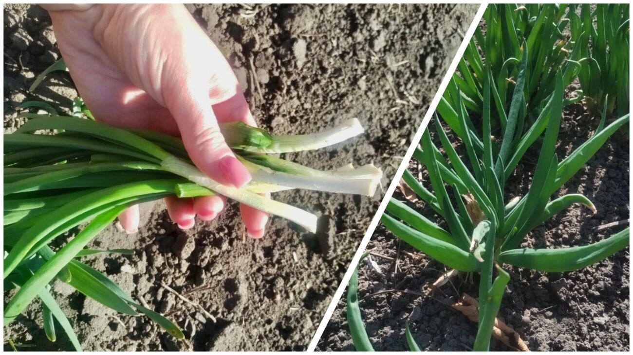 Городники розповіли, що робити, якщо на грядках жовтіє цибуля. Фото: Добрі новини 