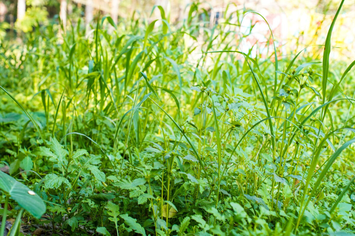 Види газонів для посушливого клімату. Фото: Freepik