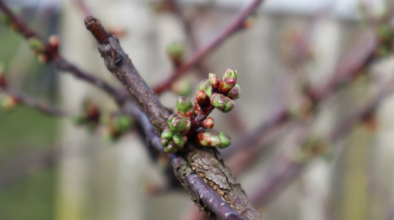 Садівники назвали найкраще весняне підживлення для потужного врожаю вишні Фото: Сенсація