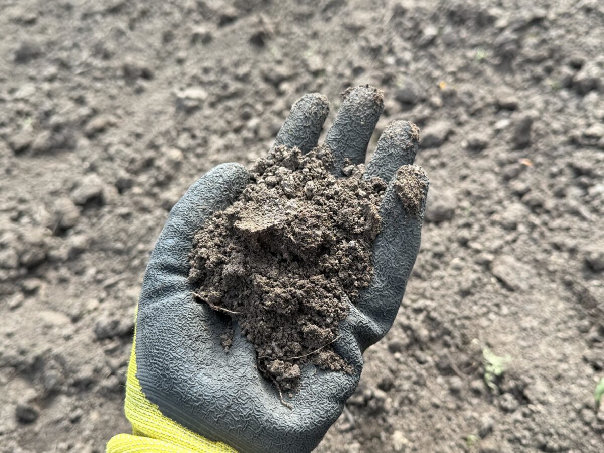 Експерти пояснили, як очистити грядки від бур'янів за допомогою дешевого засобу. Фото: Добрі Новини