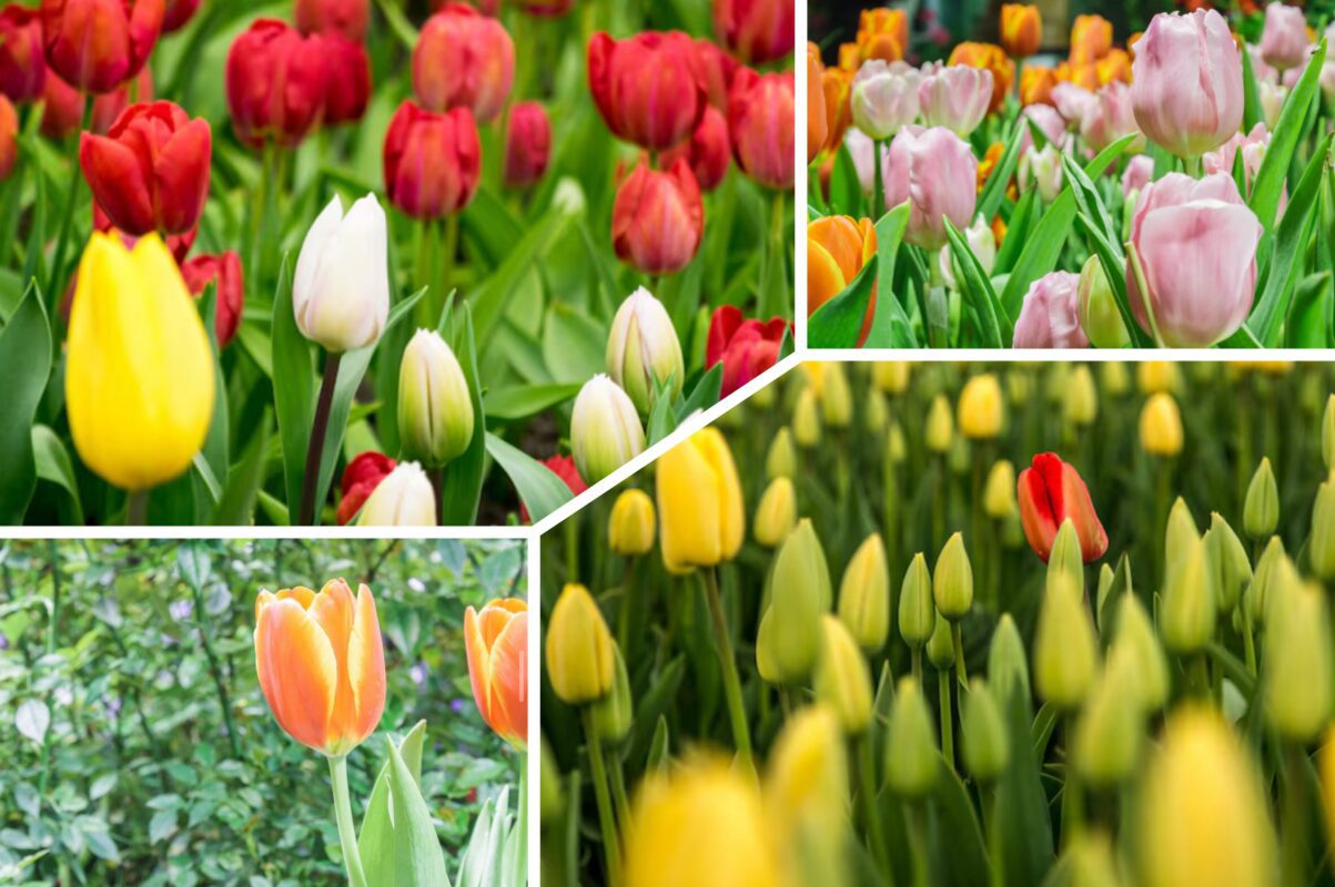 Садівники розсекретили три найкращі сорти тюльпанів, які пишно цвітуть. Фото: Сенсація