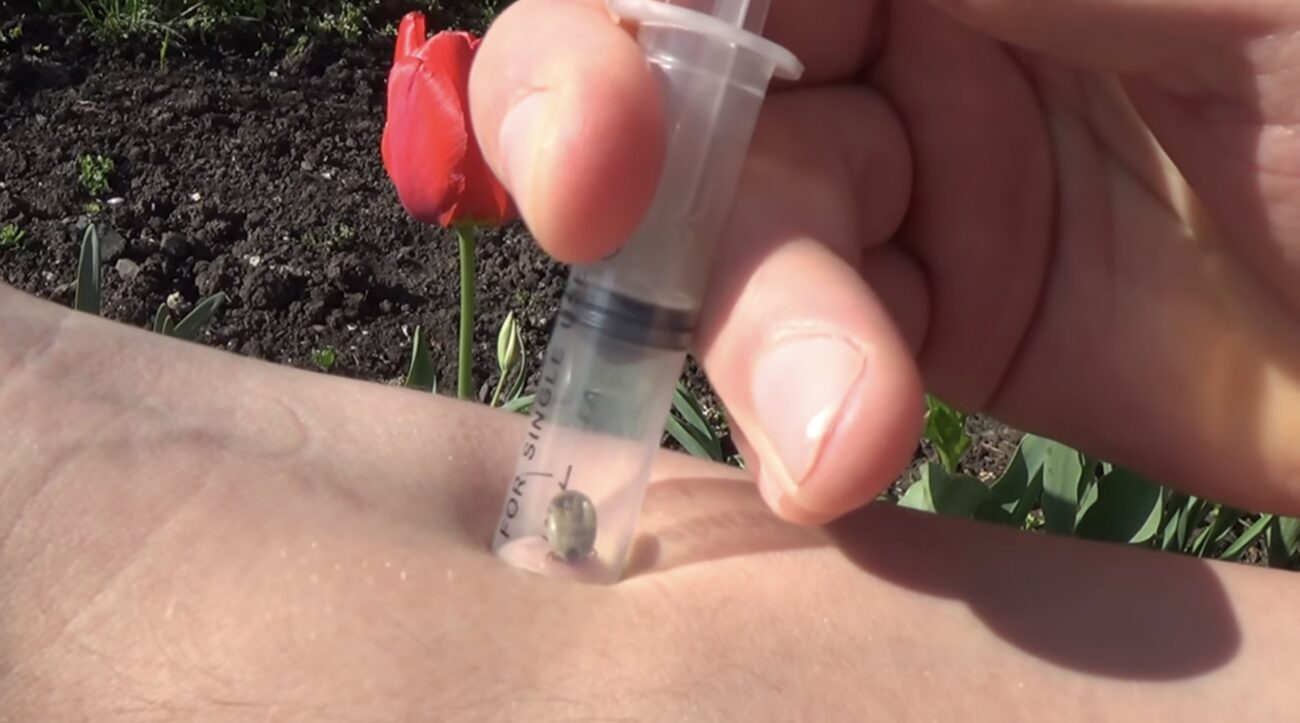 Лікарі розповіли, як правильно діяти у разі укусу кліща. Фото: скріншот з відео 