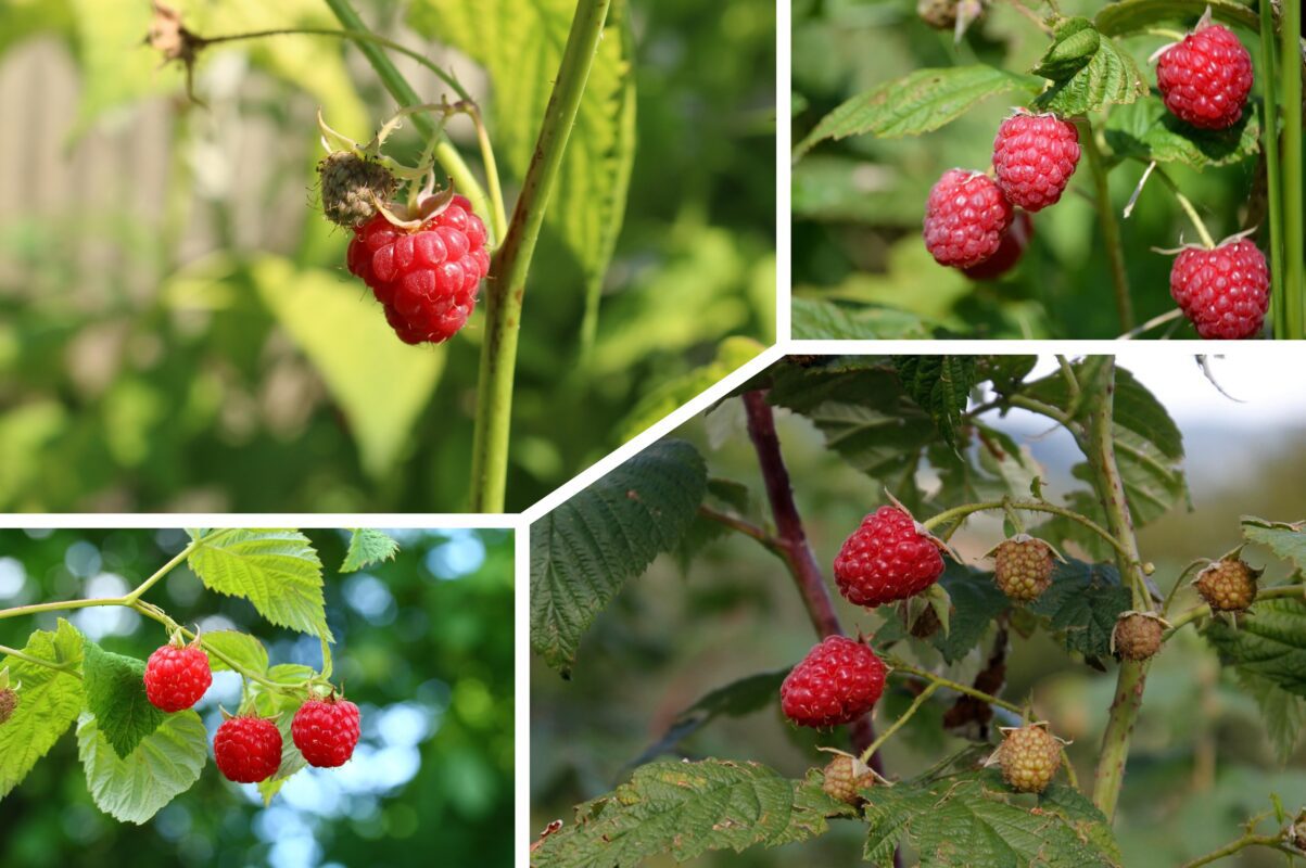 Садівники розсекретили найефективніше квітневе підживлення для малини. Фото: Сенсація