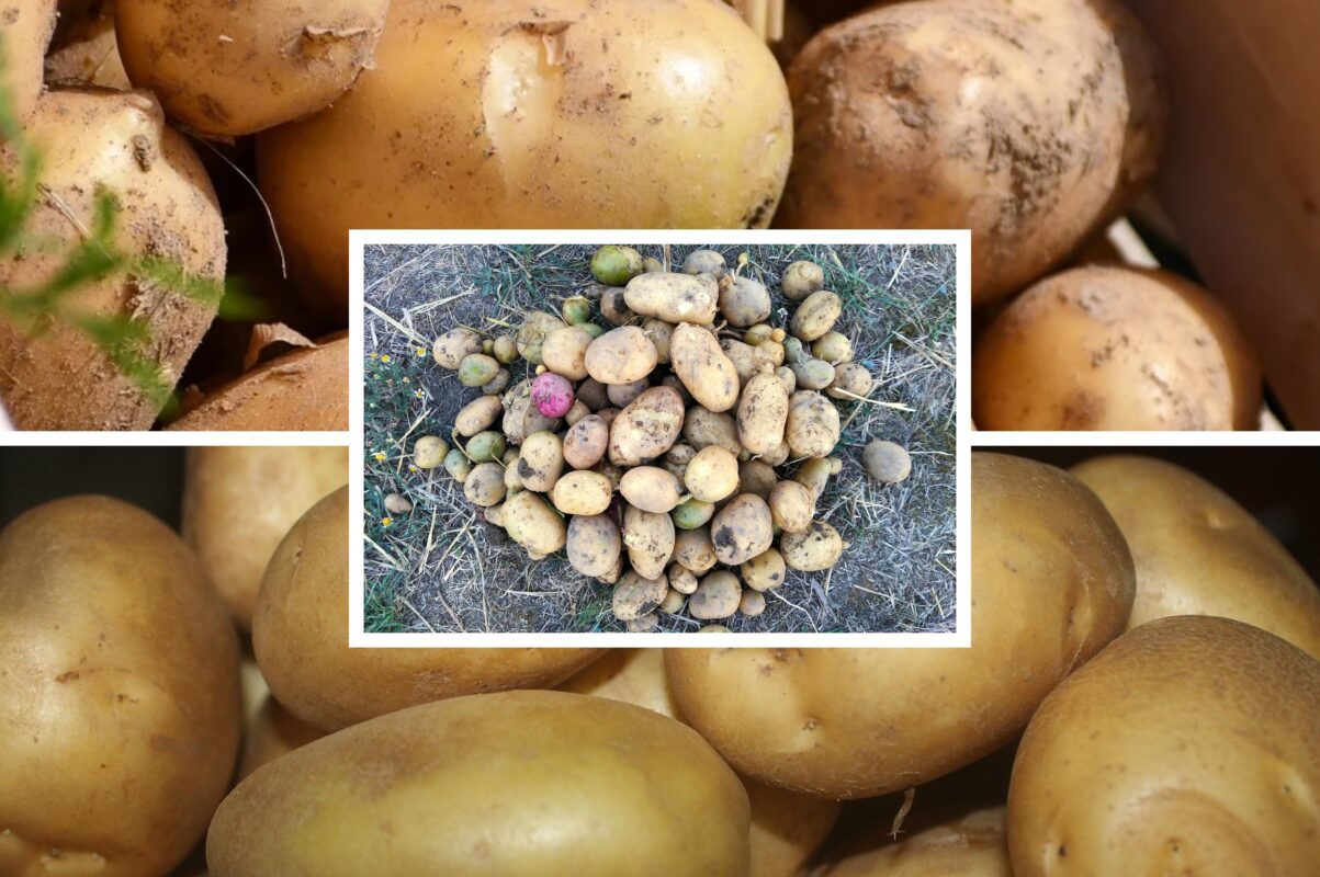 Городники розповіли, що слід зробити під час посадки картоплі у відкритий ґрунт. Фото: Сенсація