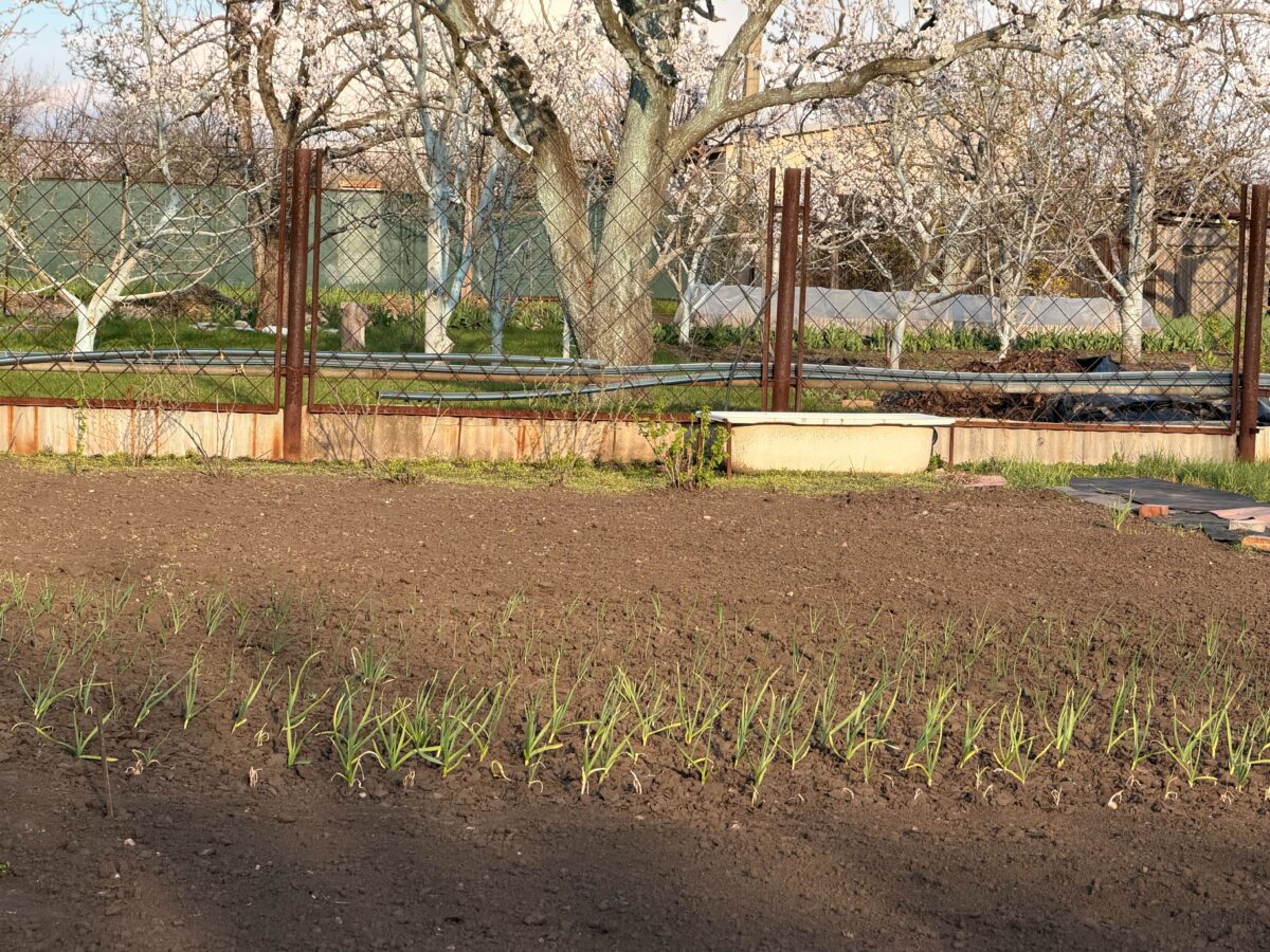 В які дні не можна виконувати ніякі роботи на городі у квітні 2026. Фото: Добрі Новини